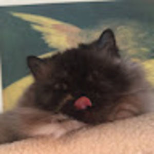 Meet your Posher, Elsie